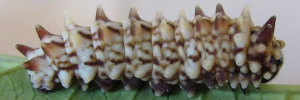 Larvae